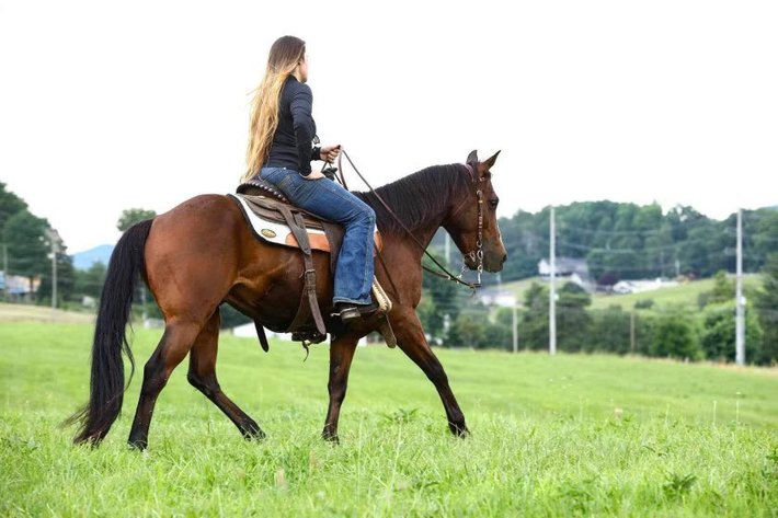 Image for Missouri Horse Auction FRIDAY JUNE 28TH - Springfield, MO
