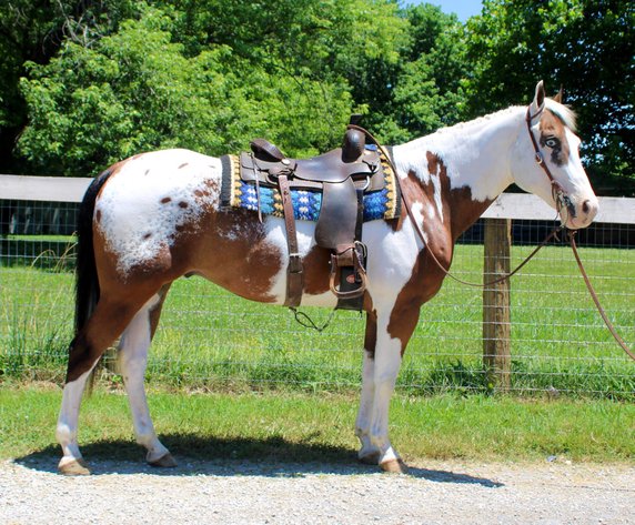 Image for Lumberton Horse and Tack Auction July 2024