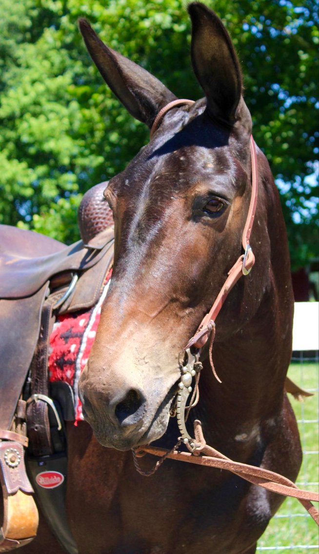Image for Lumberton Horse and Tack Auction July 2024