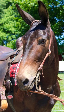 Image for Lumberton Horse and Tack Auction July 2024