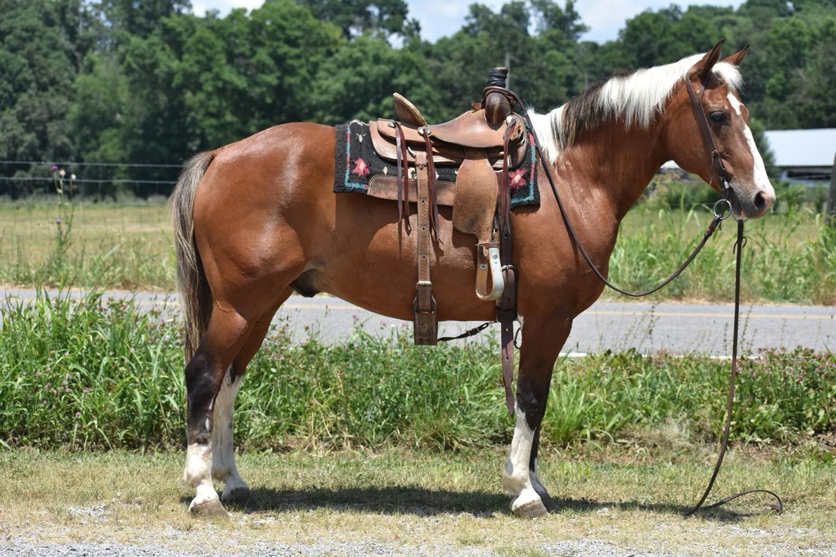Image for Burrell Livestock Auction Inc. JULY 6TH 2024 SALE