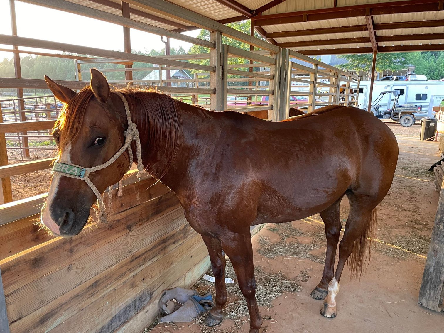 Image for Mize Horse Sale  SATURDAY JULY 20TH - Mize, Mississippi