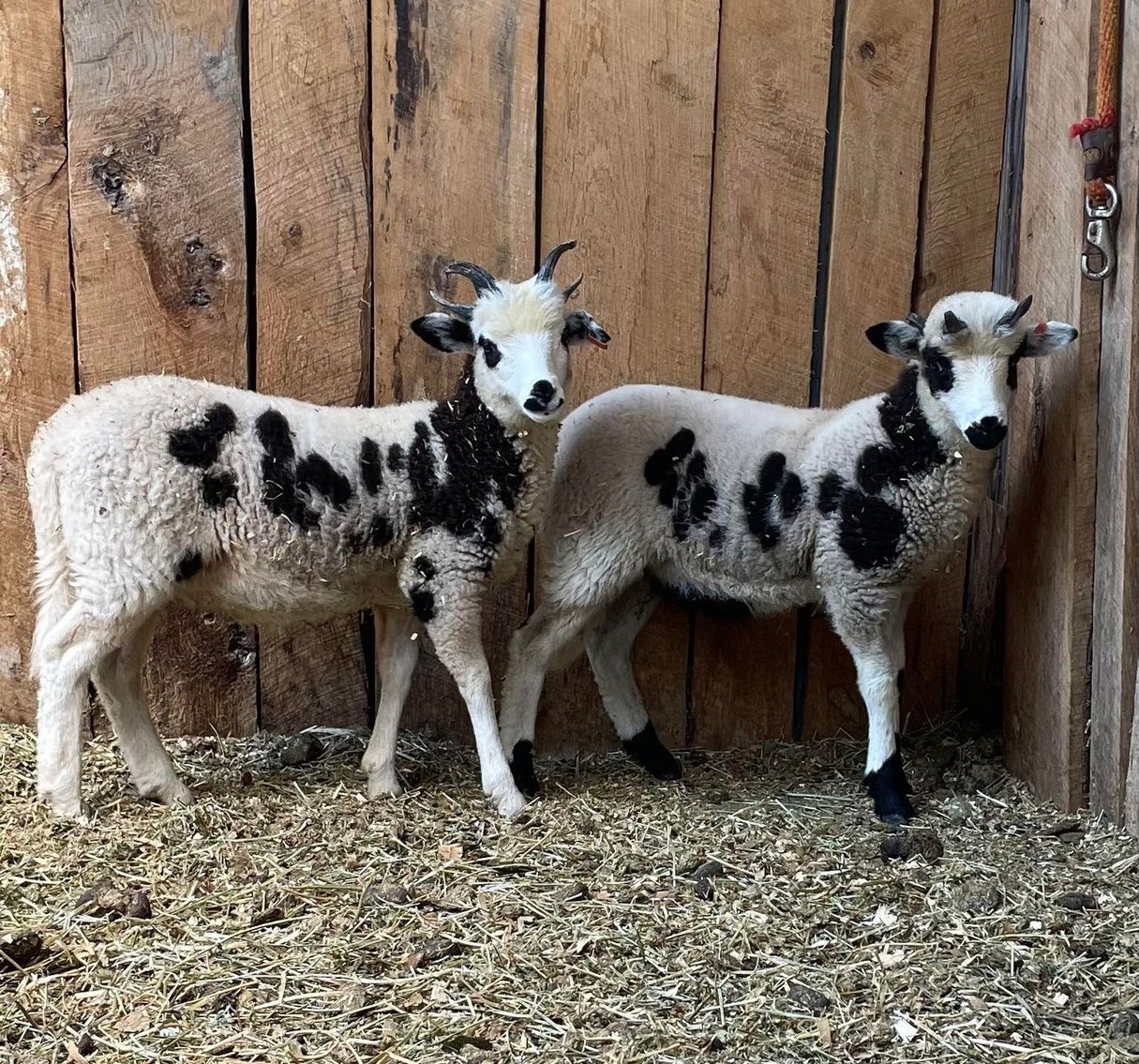 Image for Jones Livestock Auction THURSDAY July 11th -  Jones, Oklahoma