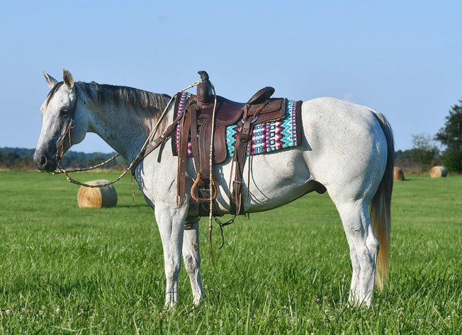 Image for Jones Livestock Auction MONTHLY HORSE & TACK SALE!   Saturday, July 13th!