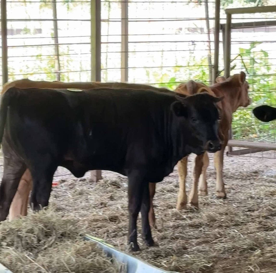 Image for Jones Livestock Auction THURSDAY July 11th -  Jones, Oklahoma