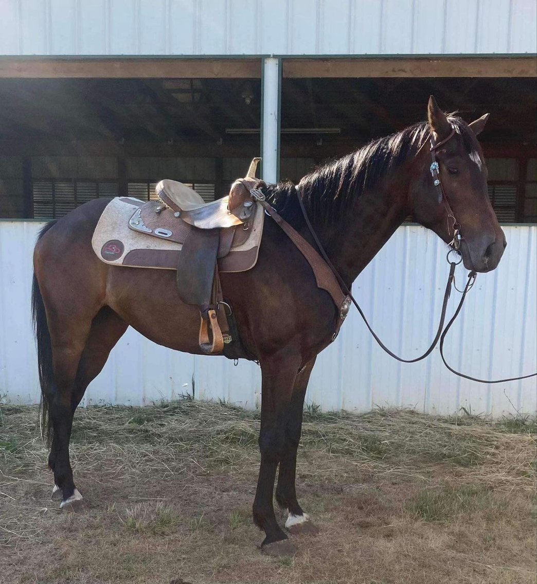 Image for Knoxville Livestock Auction Catalog Horse Sale - SATURDAY JULY 20TH 2024  - Knoxville, Tennessee