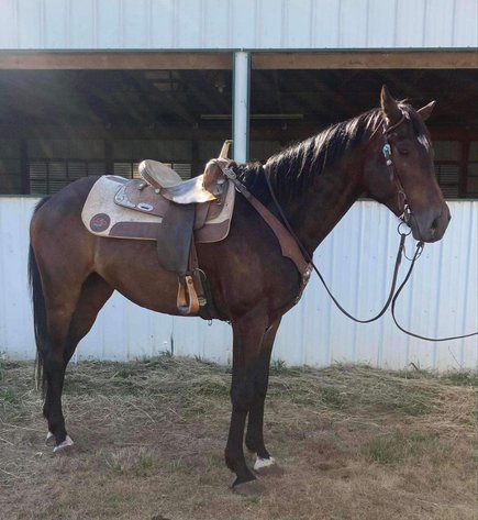 Image for Knoxville Livestock Auction Catalog Horse Sale - SATURDAY JULY 20TH 2024  - Knoxville, Tennessee