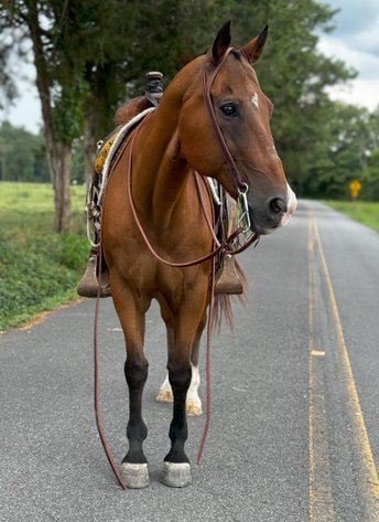 Image for Knoxville Livestock Auction Catalog Horse Sale - SATURDAY JULY 20TH 2024  - Knoxville, Tennessee