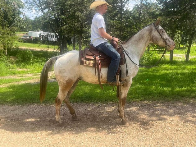 Image for Knoxville Livestock Auction Catalog Horse Sale - SATURDAY JULY 20TH 2024  - Knoxville, Tennessee