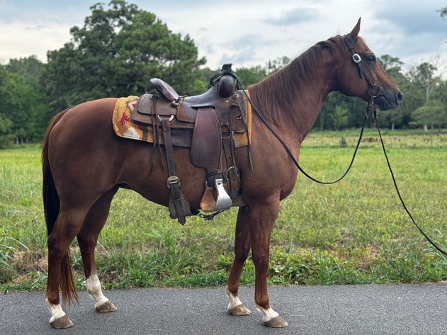 Image for Knoxville Livestock Auction Catalog Horse Sale - SATURDAY JULY 20TH 2024  - Knoxville, Tennessee