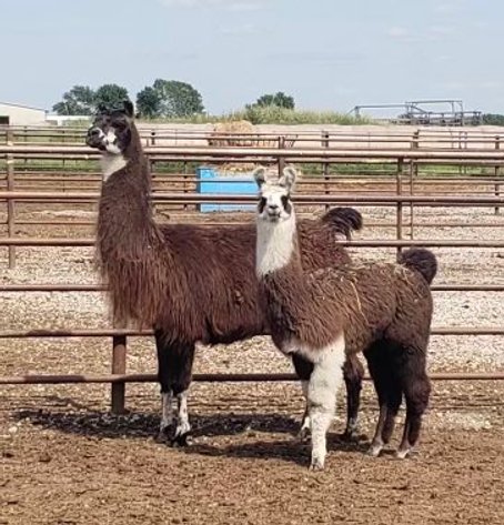 Image for Jones Livestock Auction THURSDAY August 1st -  Jones, Oklahoma