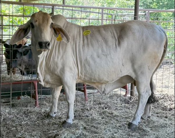 Image for Jones Livestock Auction THURSDAY August 1st -  Jones, Oklahoma