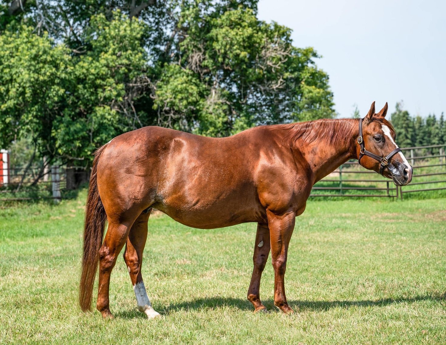 Image for Hermanson-Kist Fall All Breed Horse Sale - Mandan, North Dakota - September 19, 20, 21 - DAY ONE