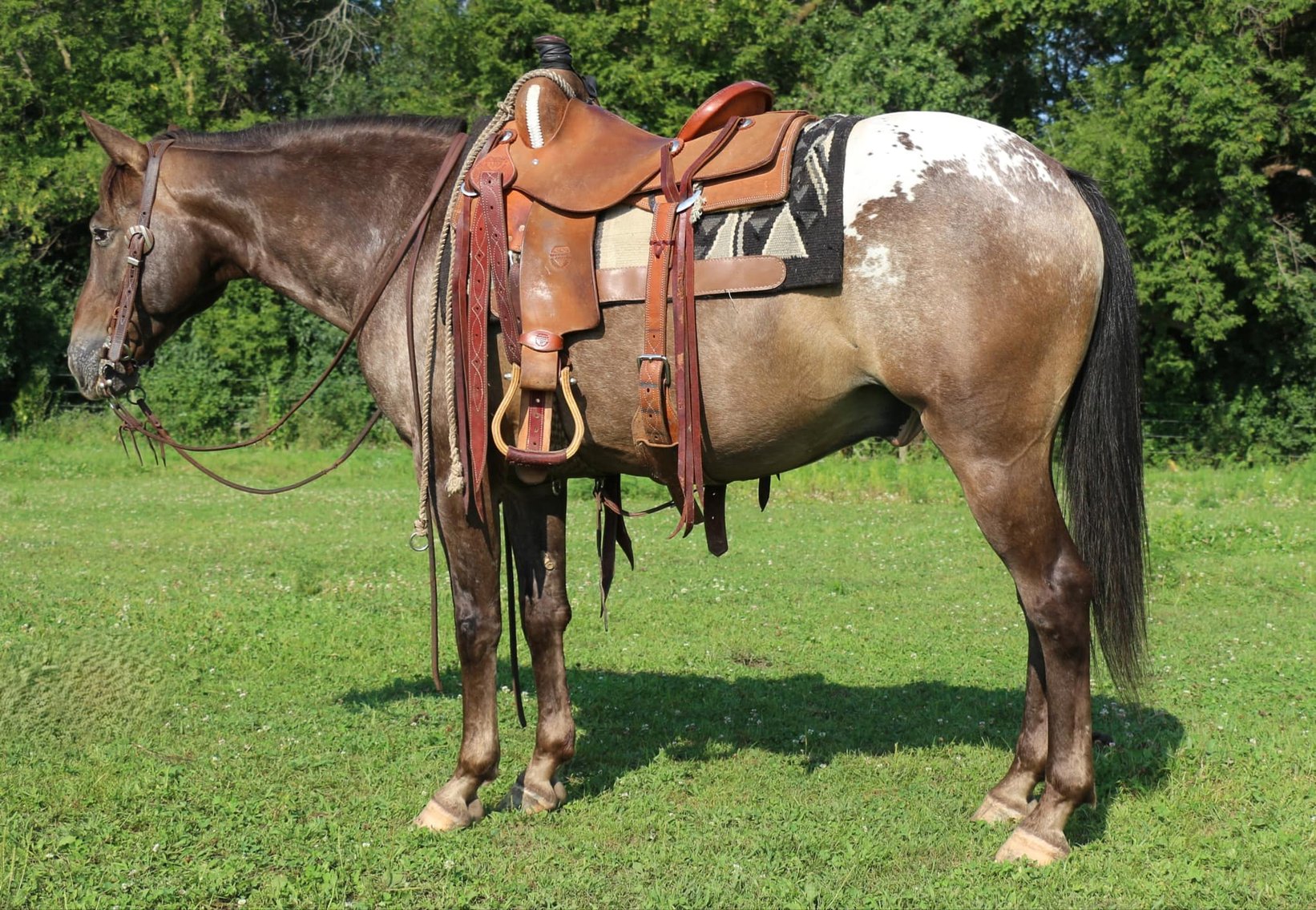 Image for Interstate Regional Stockyards TWO DAY AUGUST SPECIAL - DAY 1 - WEDNESDAY AUGUST 21ST