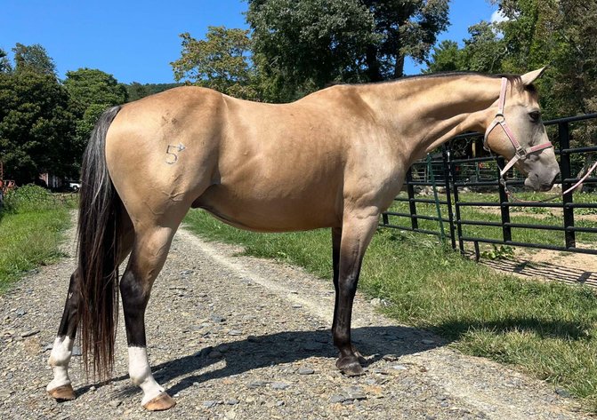 Image for Missouri Horse Auction FRIDAY AUGUST 30TH - Springfield, MO