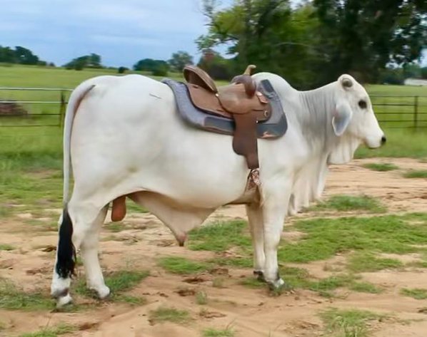 Image for Jones Livestock Auction THURSDAY September 5th -  Jones, Oklahoma