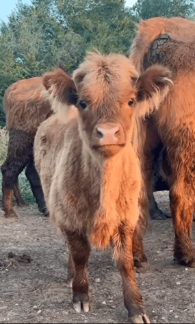 Image for Jones Livestock Auction THURSDAY September 5th -  Jones, Oklahoma