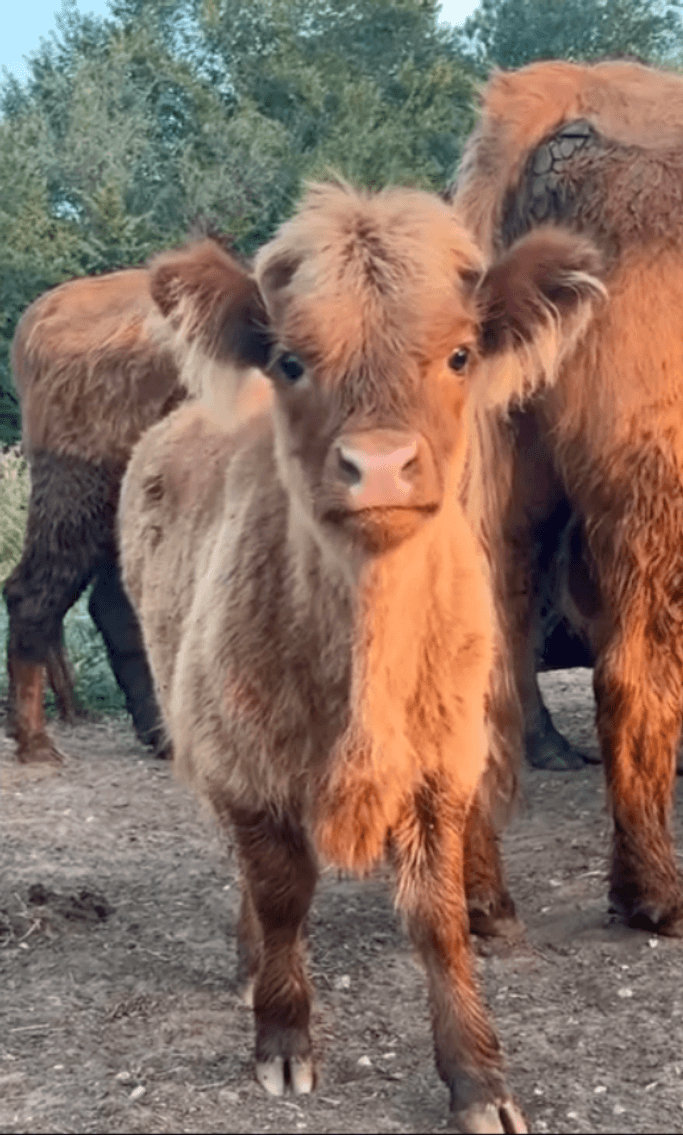 Image for Jones Livestock Auction THURSDAY September 5th -  Jones, Oklahoma
