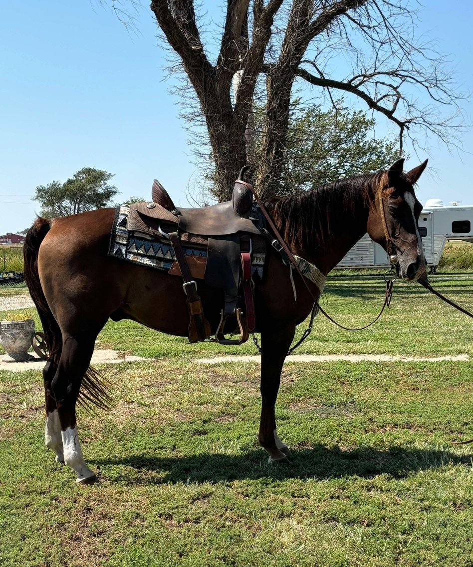 Image for Jones Livestock Auction MONTHLY HORSE & TACK SALE!   Saturday, September 14th!