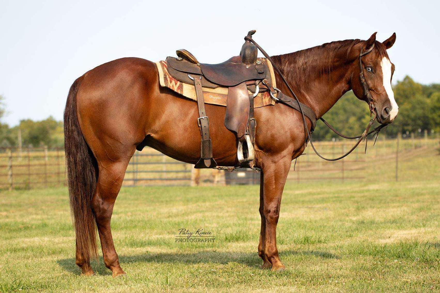 Image for Interstate Regional Stockyards Horse Sale - Cuba, Missouri WEDNESDAY September 25th