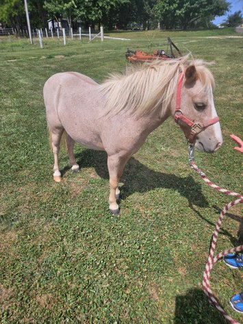 Image for Interstate Regional Stockyards Horse Sale - Cuba, Missouri WEDNESDAY September 25th