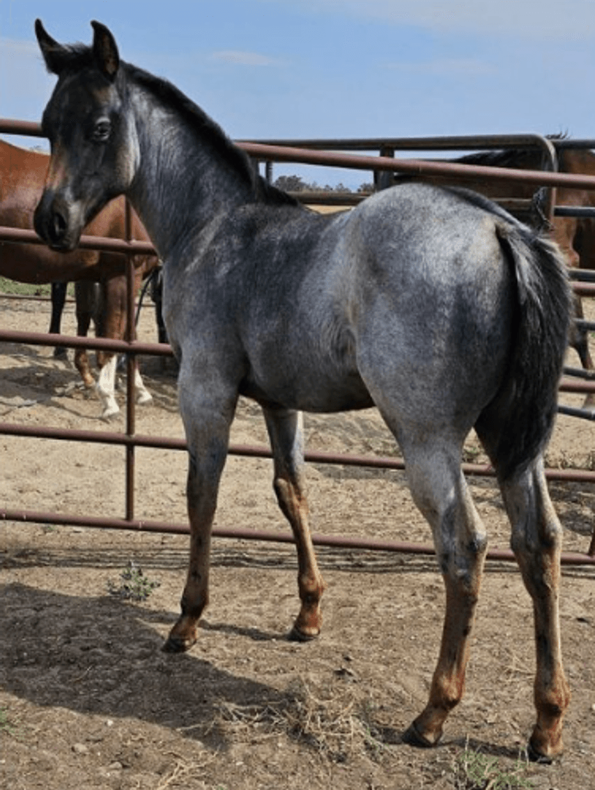 Image for Corsica Horse Sales Catalog Sale *SPECIAL COLT SALE* - SATURDAY, OCTOBER 5TH - Corsica, South Dakota