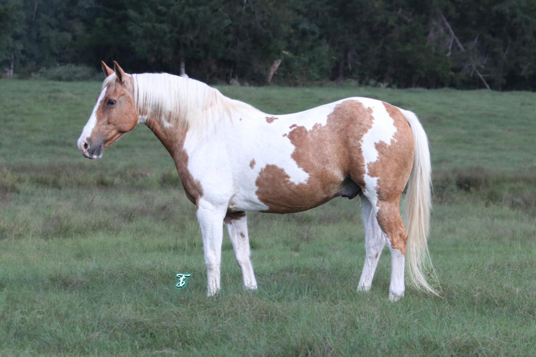 Image for Southwest Horse Sale Fall Catalog Sale - SATURDAY OCTOBER 26TH - Bush, LA