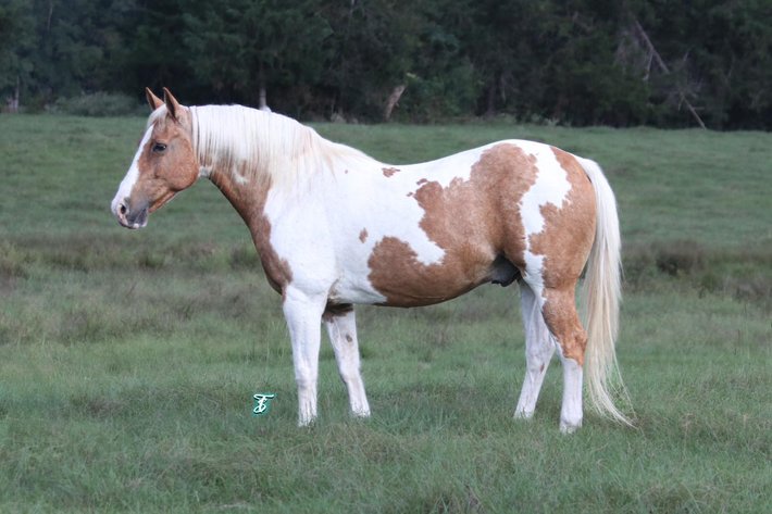 Image for Southwest Horse Sale Fall Catalog Sale - SATURDAY OCTOBER 26TH - Bush, LA