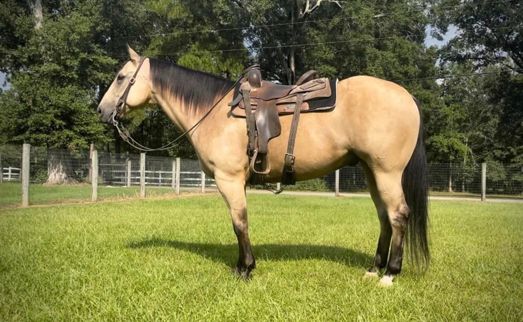 Image for Southwest Horse Sale Fall Catalog Sale - SATURDAY OCTOBER 26TH - Bush, LA