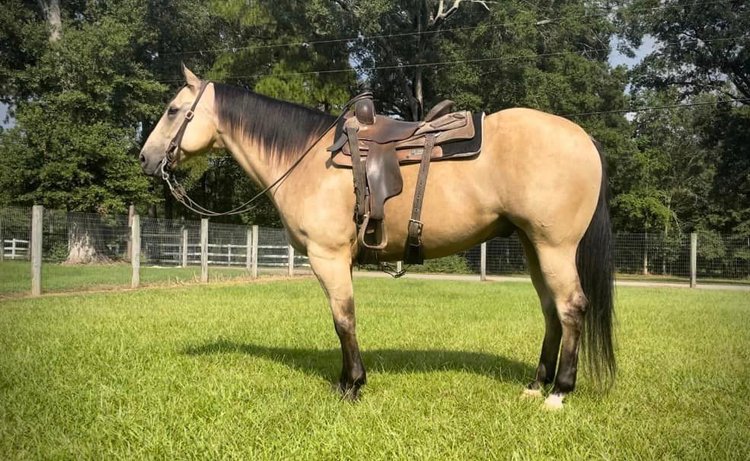 Image for Southwest Horse Sale Fall Catalog Sale - SATURDAY OCTOBER 26TH - Bush, LA