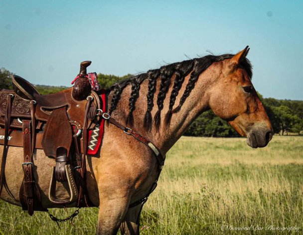 Image for Boonville Livestock Sales Fall Horse Sale - SATURDAY, NOVEMBER 23RD - Boonville, MO