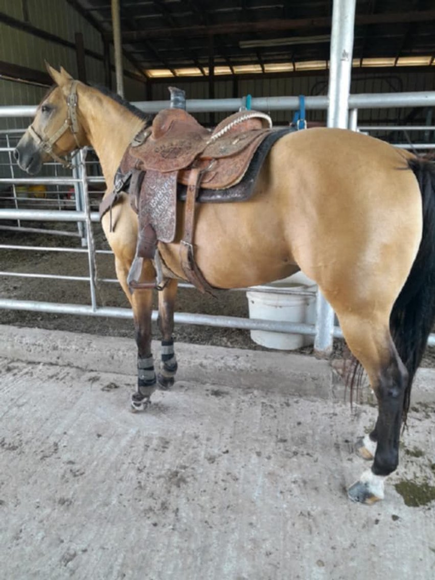 Image for Missouri Horse Auction FRIDAY OCTOBER 25TH - Springfield, MO