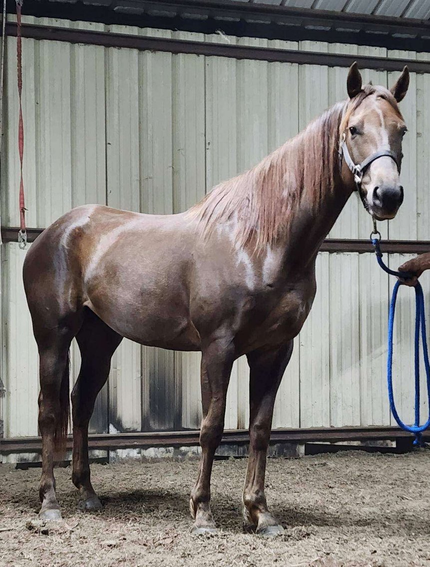 Image for Mize Horse Sale  SATURDAY OCTOBER 19TH - Mize, Mississippi