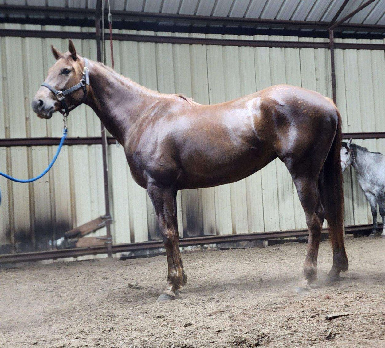 Image for Mize Horse Sale  SATURDAY OCTOBER 19TH - Mize, Mississippi