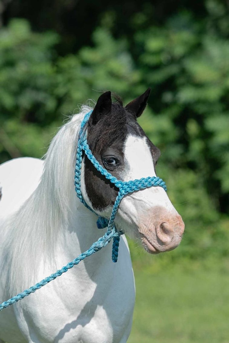 Image for Colfax Iowa Horse Sale - SUNDAY - OCTOBER 20TH