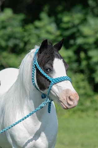 Image for Colfax Iowa Horse Sale - SUNDAY - OCTOBER 20TH