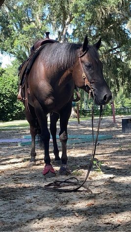 Image for Ocala Horse Sale November 9th - Ocala, Florida