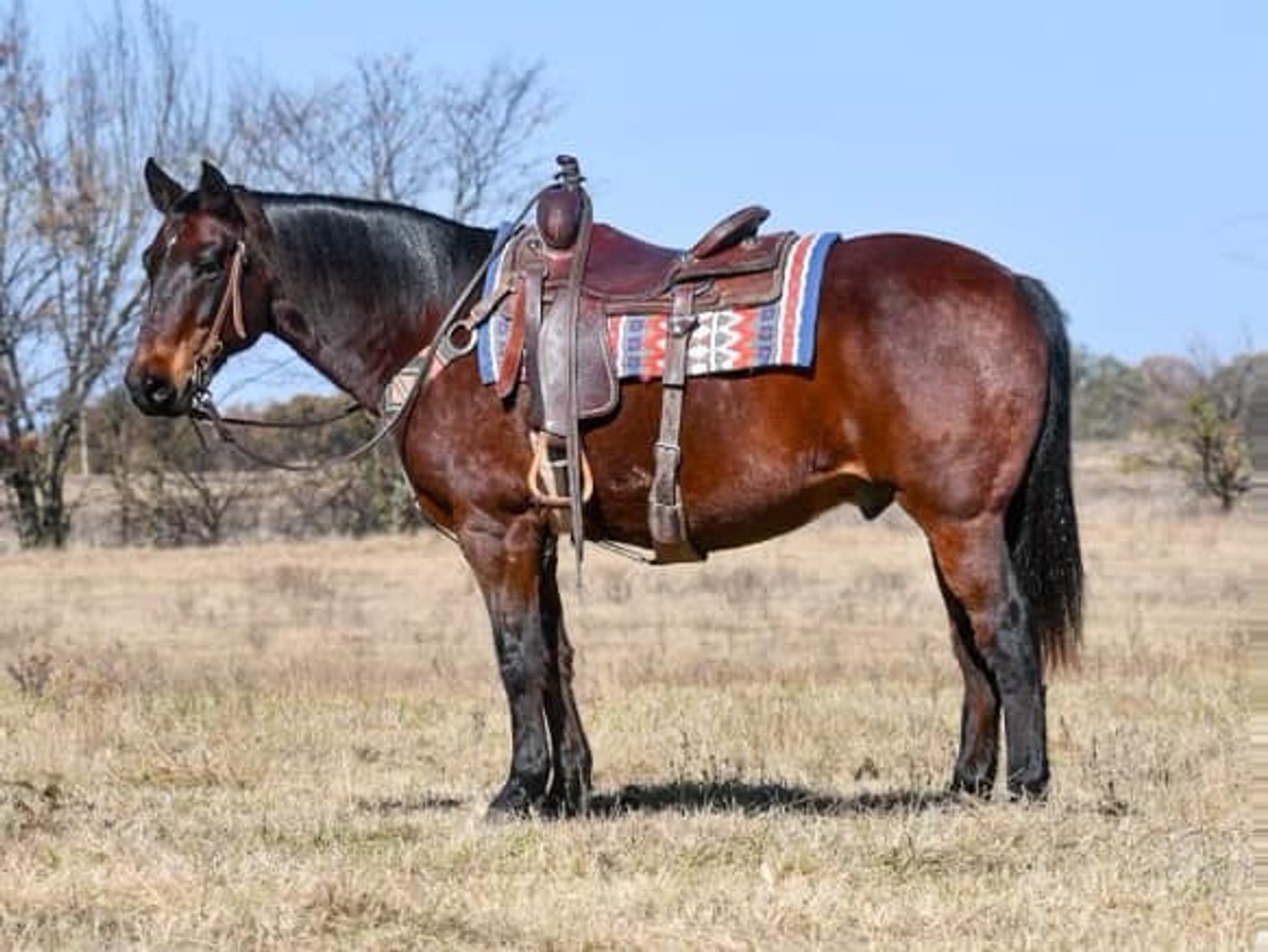Image for Corsica Horse Sales Catalog Sale - SATURDAY, NOVEMBER 2ND - Corsica, South Dakota