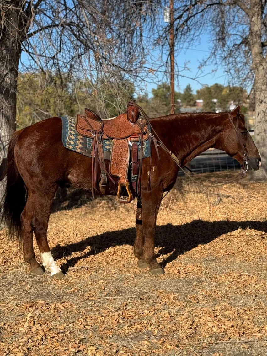 Image for Corsica Horse Sales Catalog Sale - SATURDAY, NOVEMBER 2ND - Corsica, South Dakota