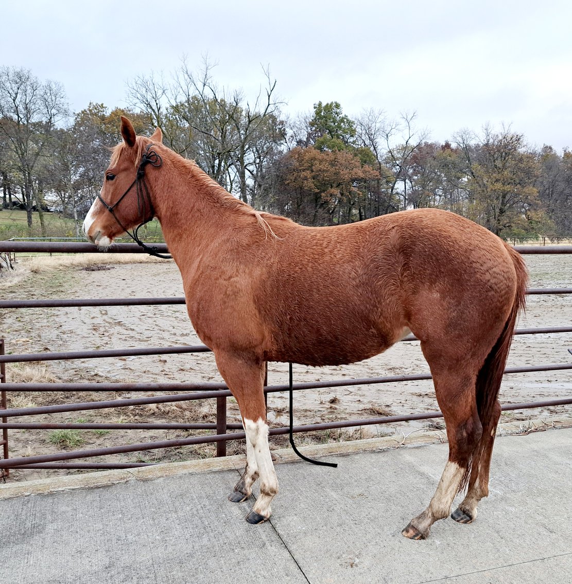 Image for Boonville Livestock Sales Fall Horse Sale - SATURDAY, NOVEMBER 23RD - Boonville, MO