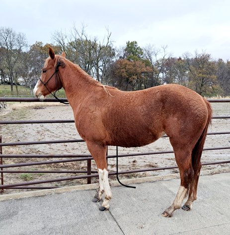 Image for Boonville Livestock Sales Fall Horse Sale - SATURDAY, NOVEMBER 23RD - Boonville, MO