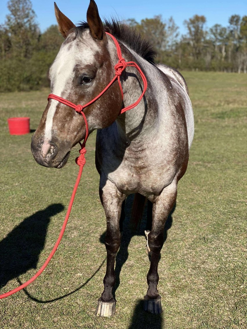 Image for Mize Horse Sale  SATURDAY NOVEMBER 30TH - Mize, Mississippi