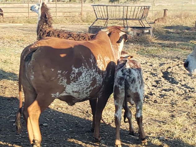 Image for Jones Livestock Auction THURSDAY December 5th -  Jones, Oklahoma