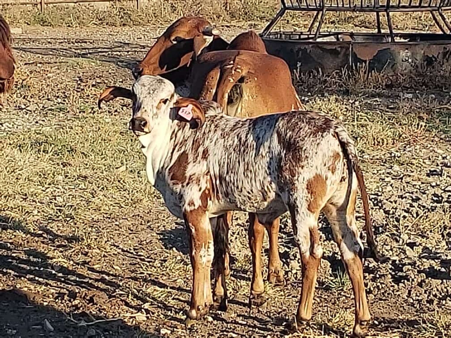 Image for Jones Livestock Auction THURSDAY December 5th -  Jones, Oklahoma