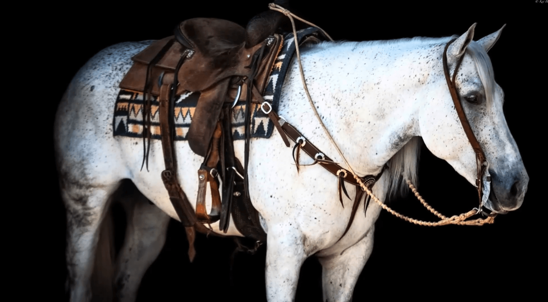 Image for Jones Livestock Auction MONTHLY HORSE & TACK SALE!   Saturday, December 14th!