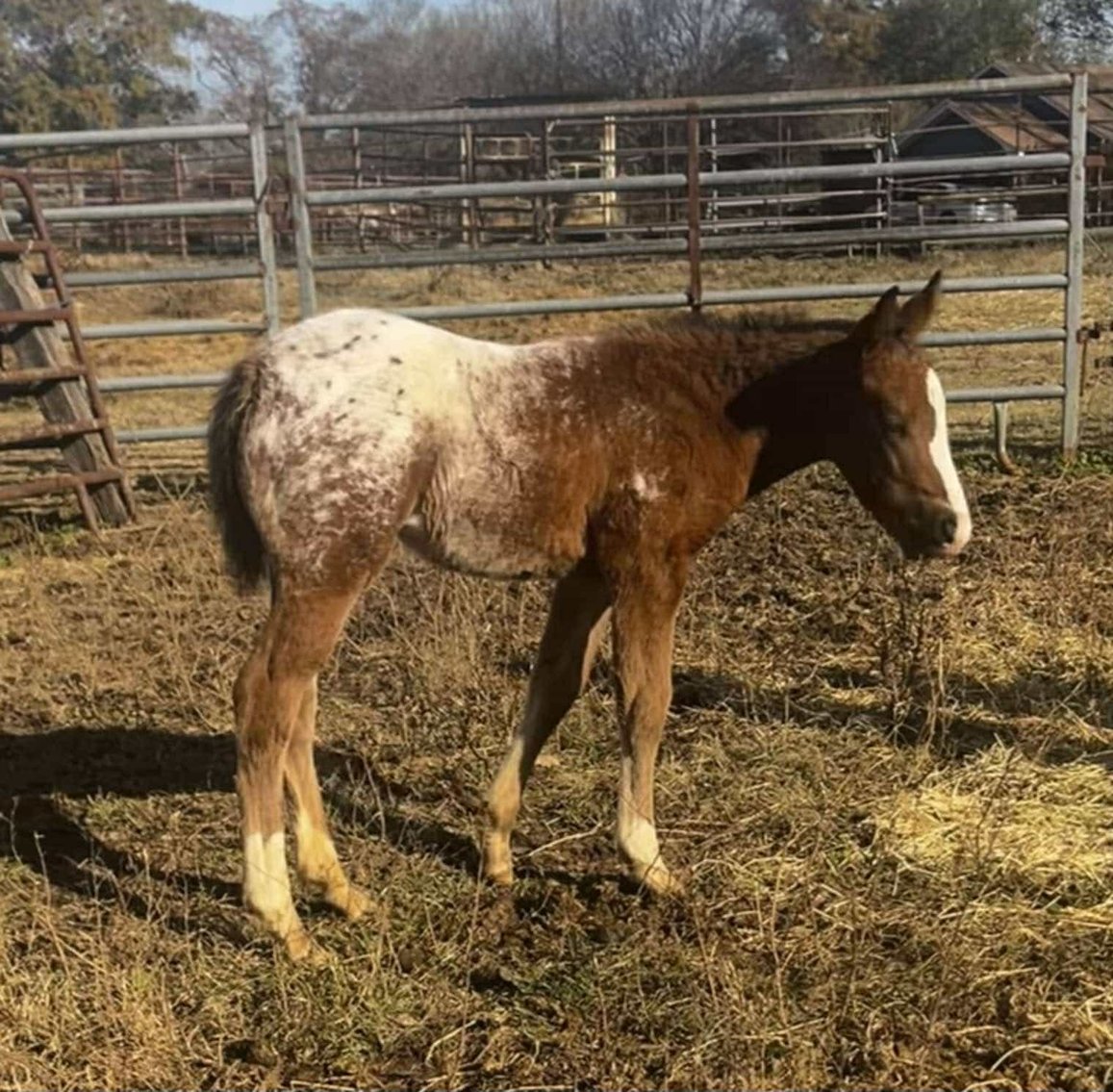 Image for Mize Horse Sale  SATURDAY DECEMBER 21ST - Mize, Mississippi