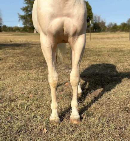 Image for Missouri Horse Auction FRIDAY DECEMBER 27TH - Springfield, MO