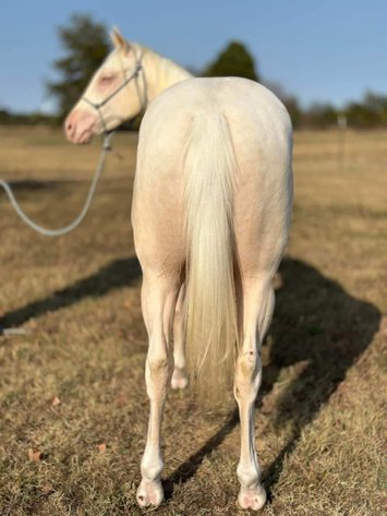 Image for Missouri Horse Auction FRIDAY DECEMBER 27TH - Springfield, MO
