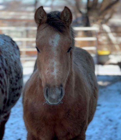 Image for Jones Livestock Auction MONTHLY HORSE & TACK SALE!   SATURDAY, JANUARY 11TH!