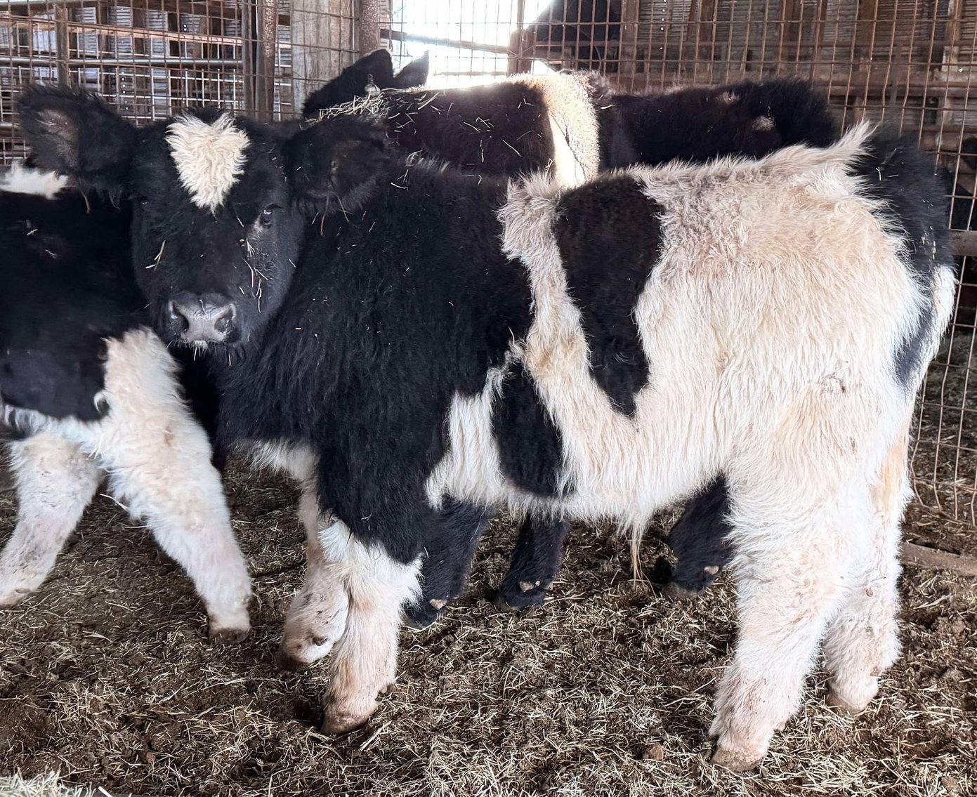 Image for Jones Livestock Auction THURSDAY JANUARY 9TH -  Jones, Oklahoma